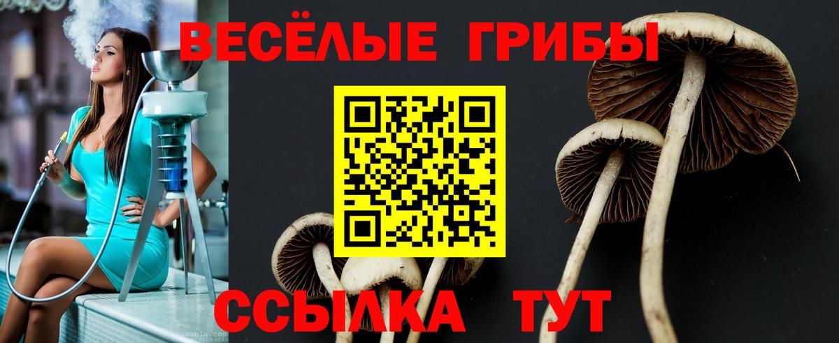 Светлоград  Галлюциногенные грибы Psilocybine cubensis  Вход с VPN 